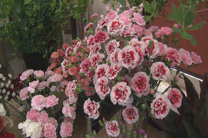 花きち花.jpg